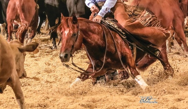 The Animal